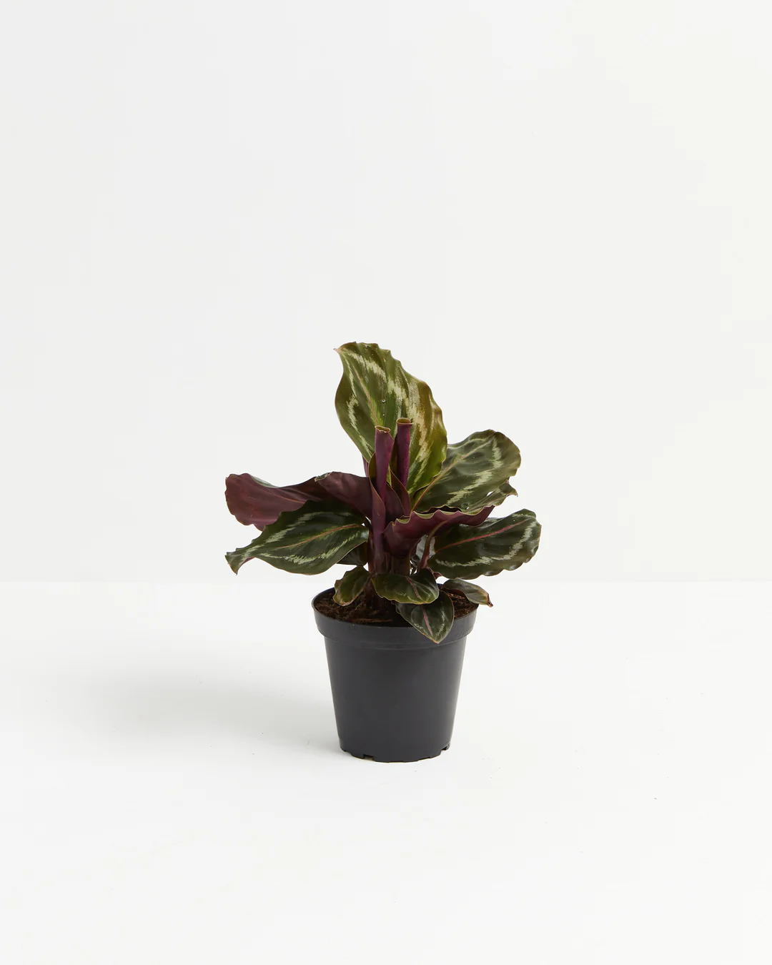 Calatheas