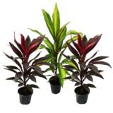 Cordyline