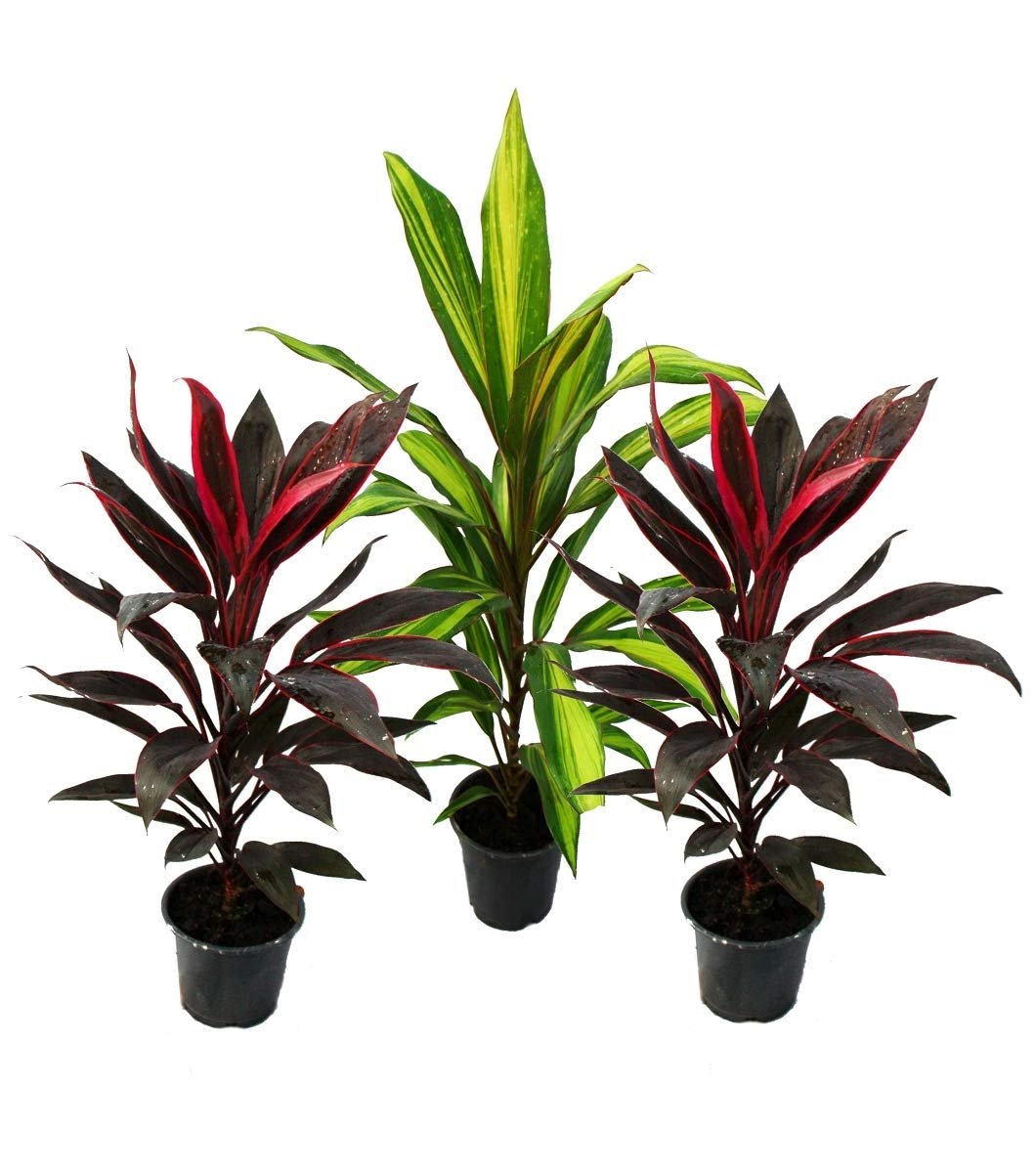 Cordyline