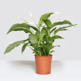 test11