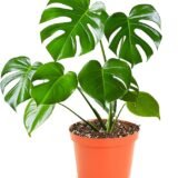Monstera Deliciosa