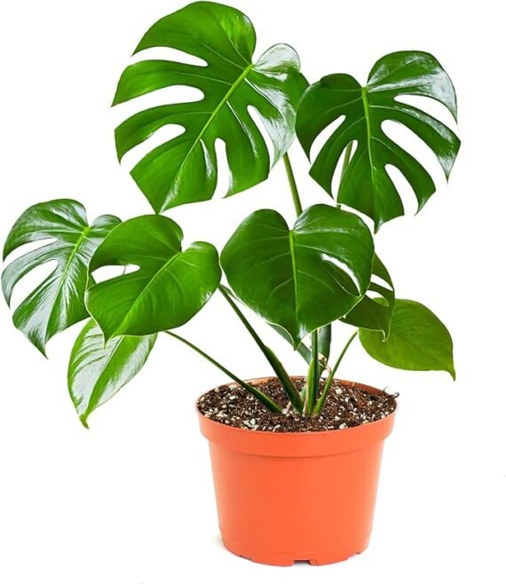 test29