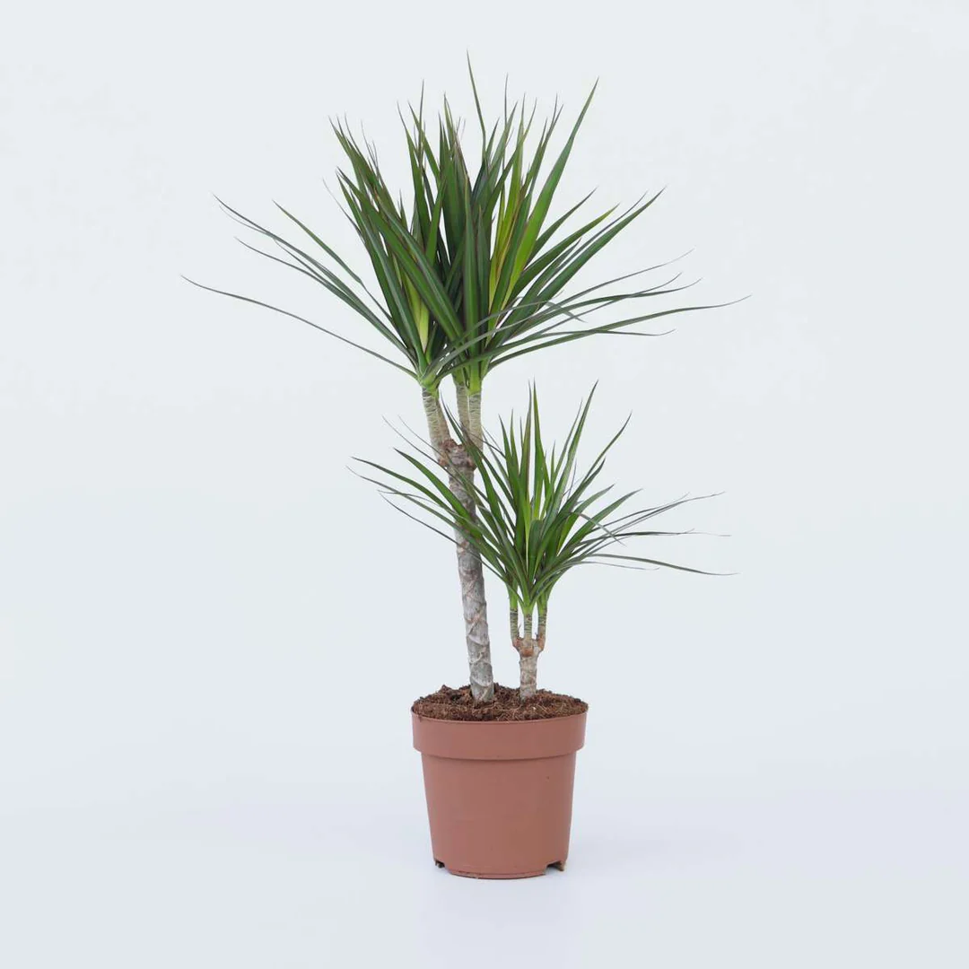 Dracena