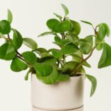 Peperomia