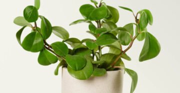Peperomia